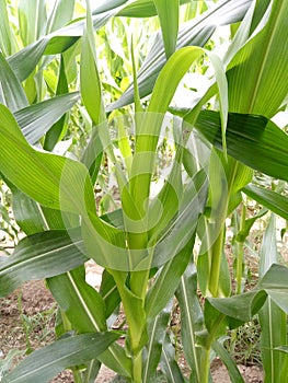 MaizeÃÂ & x28;/meÃÂªz/ÃÂ MAYZ;ÃÂ Zea Mays; Young Stalks photo